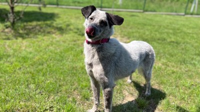 Ztratila se adoptovaná Lily z útulku. Ještě v týž den ji napadl jiný pes