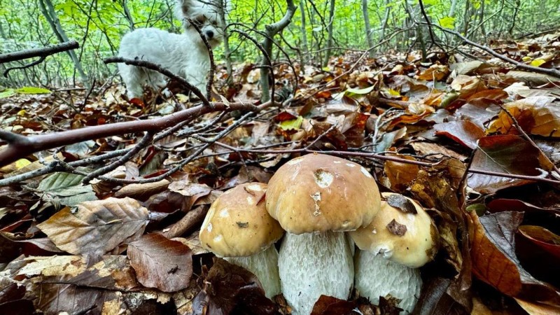 Pozor na kupované houby, říká Potravinářská inspekce