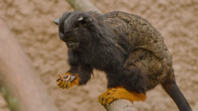 Naplň misku a bříško svému oblíbenému zvířeti v Zooparku Zájezd!