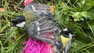 Pozor na tyhle koule! Ve Slan&eacute;m se k nim přilepily s&yacute;korky