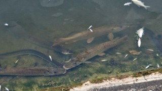 V rybníku Novas hynou ryby. Zákaz rybolovu