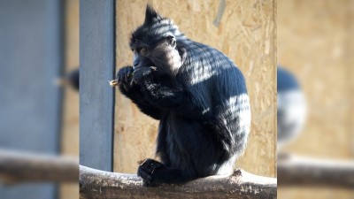 Smutná zpráva od sousedů: V děčínské zoo uhynula nejstarší mangabejka světa Bábinka