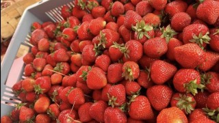 Začíná sezóna jahod. Za kolik a kde je od pondělí koupíte?