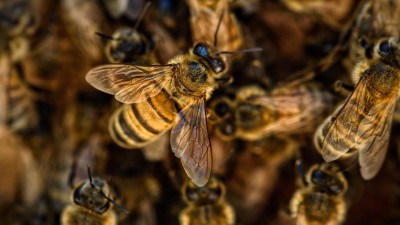 Včelaři potřebují pomoct s šířením moru včelího plodu, žádají kraj o finanční podporu