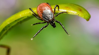 Nemoci od klíšťat ve Středočeském kraji překonaly maxima z minulého roku. A bude hůř