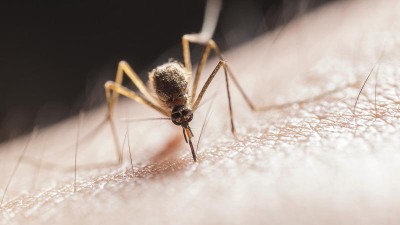 Přichází komáří invaze! Aktivita tohoto hmyzu je nyní mimořádná a může ještě růst