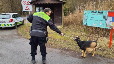 Strážníci vyháněli divočáka, srnku, kozu a ovci