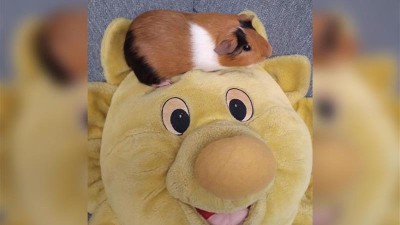 Kladen&scaron;t&iacute; str&aacute;žn&iacute;ci zachraňovali sovu, zaj&iacute;čka, kachnu a dal&scaron;&iacute; zv&iacute;řectvo