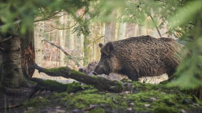 Na několika místech na Kladensku dojde k odstřelu divokých prasat