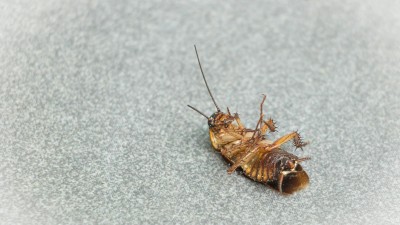 Strážníci zasahovali u exekuce. V bytě mohly být štěnice