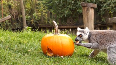 Zoo a zooparky ve středních Čechách, výlety za zvířaty