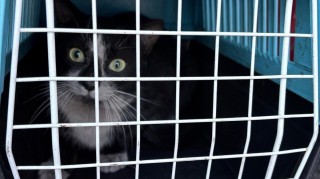 V železárnách na Dříni se odchytávají toulavé kočky