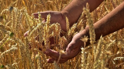Obiloviny a obilné mlýnské výrobky z Ukrajiny jsou v pořádku, potvrdila SZPI. Všechny dosud vyhodnocené vzorky jsou vyhovující