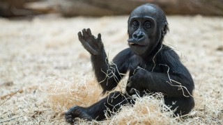 Za vysvědčení do ZOO. Kde mají děti vstup za korunu?