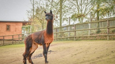 V Zooparku Zájezd uvítali novou alpaku