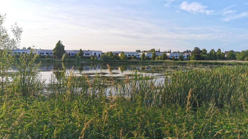 Kladno souhlasilo s posekáním rákosí u rybníka Bulhar. I když tu zahnizďovali ptáci