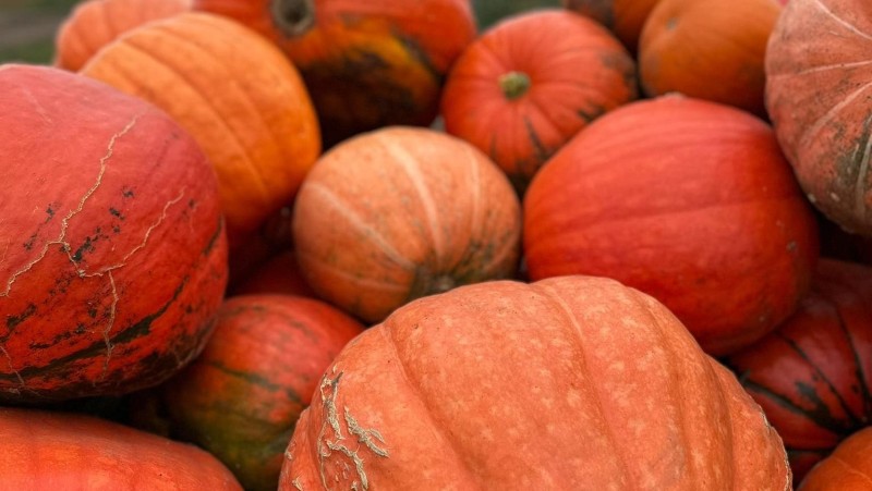 Na farmě Dryák se koná poslední letošní samosběr. Papriky jsou za 15