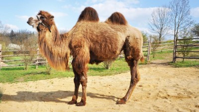 Zoopark Zájezd zve o prodlouženém víkendu na komentované krmení velbloudů a dalších zvířat