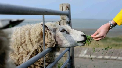 Nákaza stoupá! Veterináři rozšiřují pásmo katarální horečky ovcí na celou Českou republiku