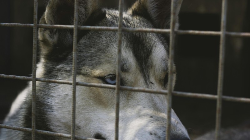 Bu&scaron;těhrad zkontroloval &uacute;tulek Bouchalka. Podezřen&iacute; se nepotvrdila