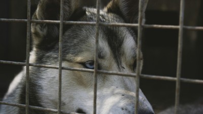 Bu&scaron;těhrad zkontroloval &uacute;tulek Bouchalka. Podezřen&iacute; se nepotvrdila
