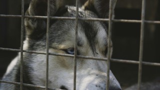 Bu&scaron;těhrad zkontroloval &uacute;tulek Bouchalka. Podezřen&iacute; se nepotvrdila
