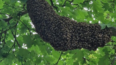 Na hřbitově ve Slaném pacifikovali roj včel