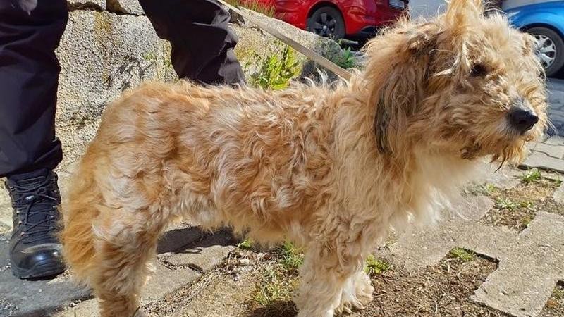 Hled&aacute; se majitel tohoto chlup&aacute;če. Potuloval se v Rozdělově