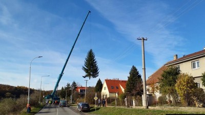 Už ho vezou. Tenhle krasavec bude zdobit náměstí Starosty Pavla