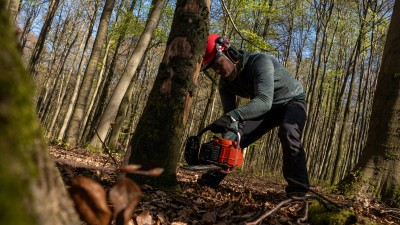 Zelen&iacute; zjistili, kde se budou na Kladně k&aacute;cet stromy
