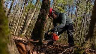 Zelen&iacute; zjistili, kde se budou na Kladně k&aacute;cet stromy