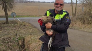 Kr&aacute;sn&eacute;ho kropenat&eacute;ho kohouta o minul&eacute;m v&iacute;kendu str&aacute;žn&iacute;ci odchyt&aacute;vali na Korey