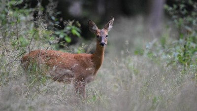 Hasiči z Braškova zachraňovali srnku z rybníka