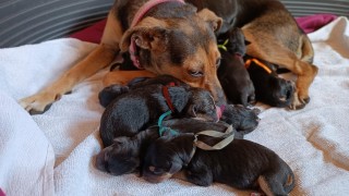 Orinka a její čerstvě narozená štěnátka foto zdroj ForDogs