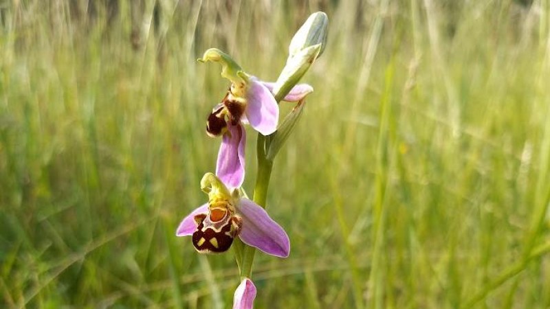 Orchidej Tořič včelonosný (Ophrys apifera)