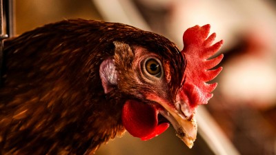 Ptač&iacute; chřipka na Kladensku: Mimoř&aacute;dn&aacute; opatřen&iacute; se ukončuj&iacute;