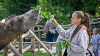 V Zooparku Zájezd můžete o víkendu krmit velbloudy