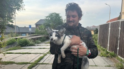 Strážníci měli v dočasné péči lišku domácí, odchycená zvířata teď mají u městské policie lepší podmínky
