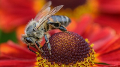 Užijte si první májový den věnovaný včelám na Čabárně