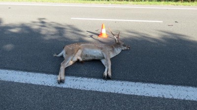 Auto skončilo na Kladně ve sloupu pouliční lampy, srážka vozu s divokou zvěří u Libochoviček