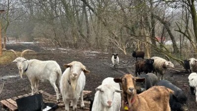 Velvarský azyl pro zívřata Malý farmář vybírá na studnu