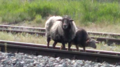 Obrazem: Úspěšná záchranná akce u sousedů! Ovce s jehnětem, co pobývaly u železniční trati, jsou po týdnech konečně v bezpečí