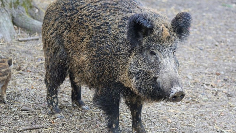 Divočáci se vydávají stále častěji do města. Kladno je loví