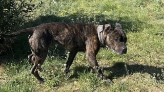 Monty byl několik dnů zavřen&yacute; v bytě. Zachr&aacute;nili ho str&aacute;žn&iacute;ci ze Stochova, majitelka se odstěhovala