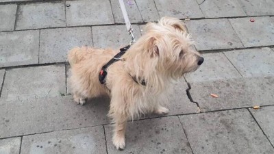 Město m&aacute; nově smlouvu s &uacute;tulkem Anidef. Str&aacute;žn&iacute;ci tam odvezli prvn&iacute;ho psa