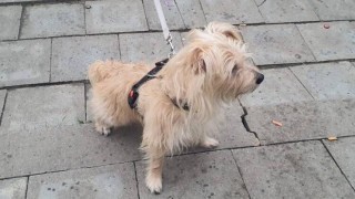 Město m&aacute; nově smlouvu s &uacute;tulkem Anidef. Str&aacute;žn&iacute;ci tam odvezli prvn&iacute;ho psa