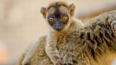 Po vysvědčení za lemury a chameleony a jen za korunu