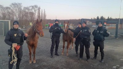 Str&aacute;žn&iacute;ci ve star&yacute;ch Kročehlavech odchyt&aacute;vali spla&scaron;en&eacute; koně z Bu&scaron;těhradu